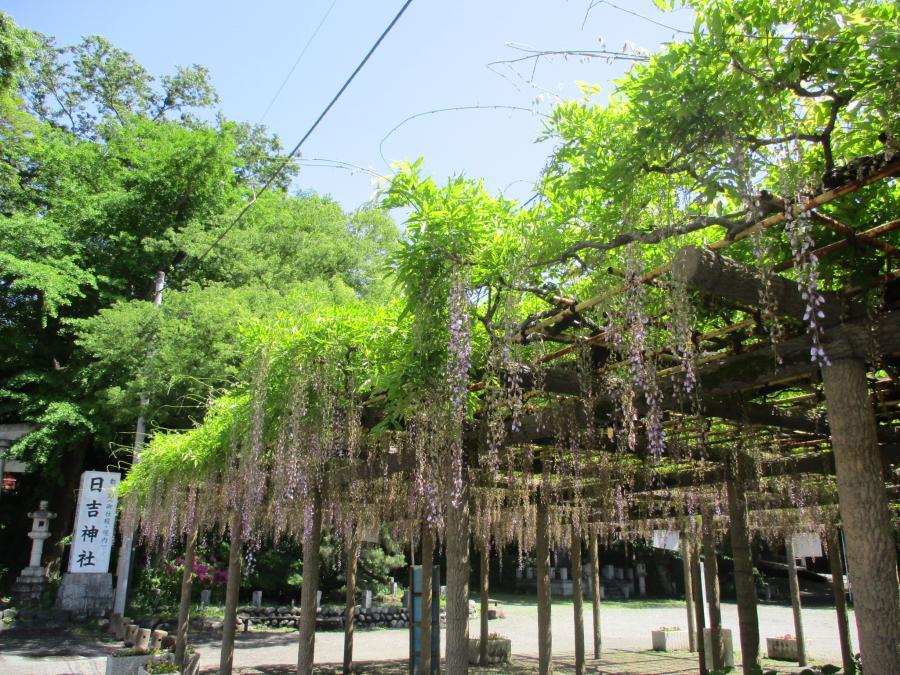 写真：5月7日のフジ1