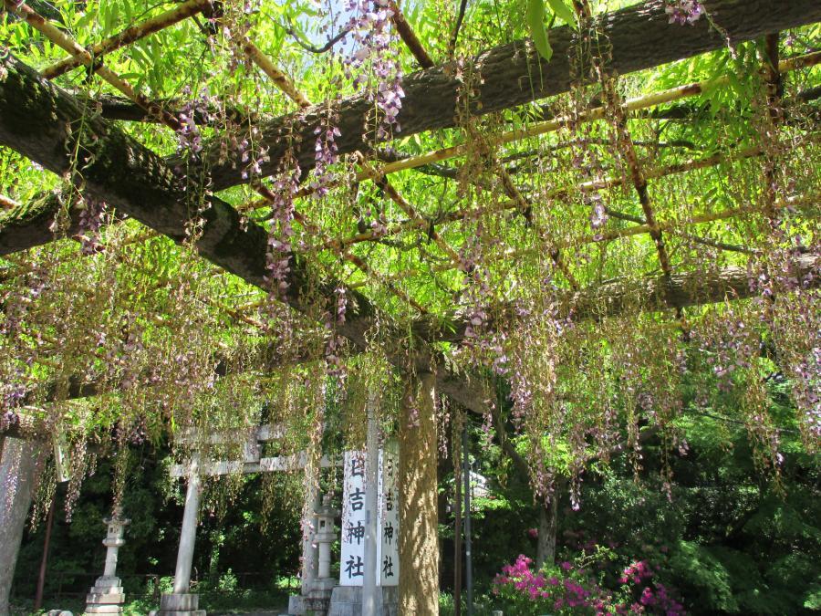 写真：5月7日のフジ2