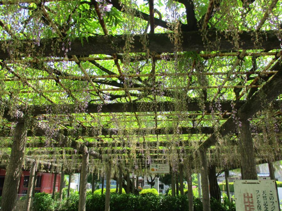 写真：5月8日のフジ2