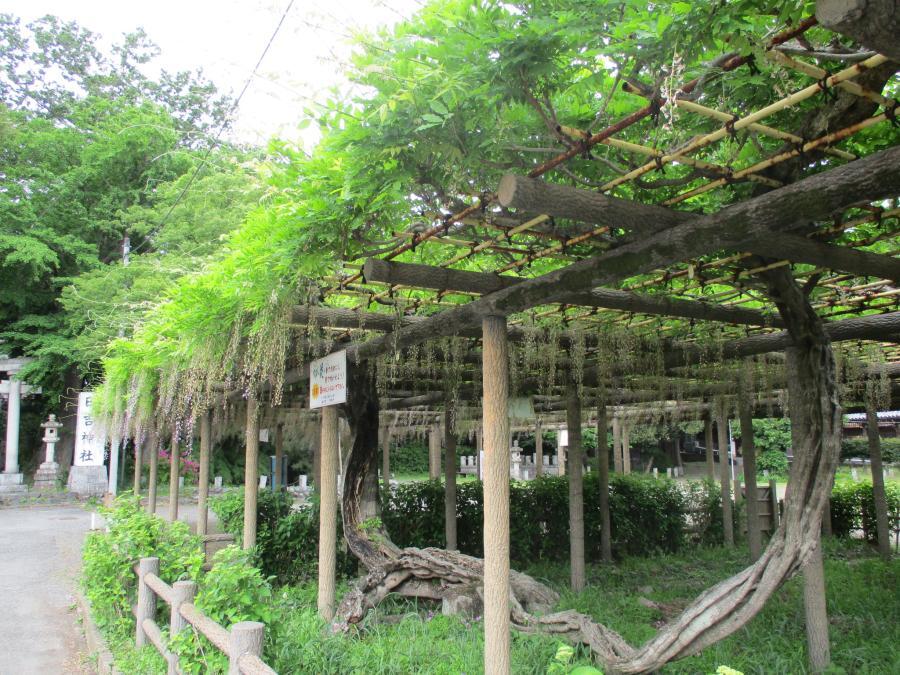 写真：5月9日のフジ1