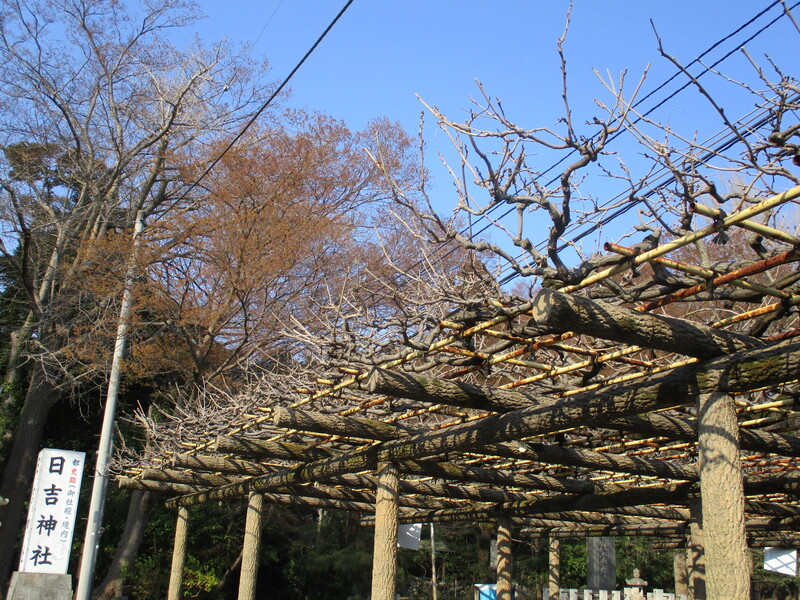 拝島のフジ写真1