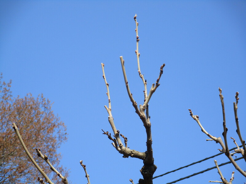 拝島のフジ写真2