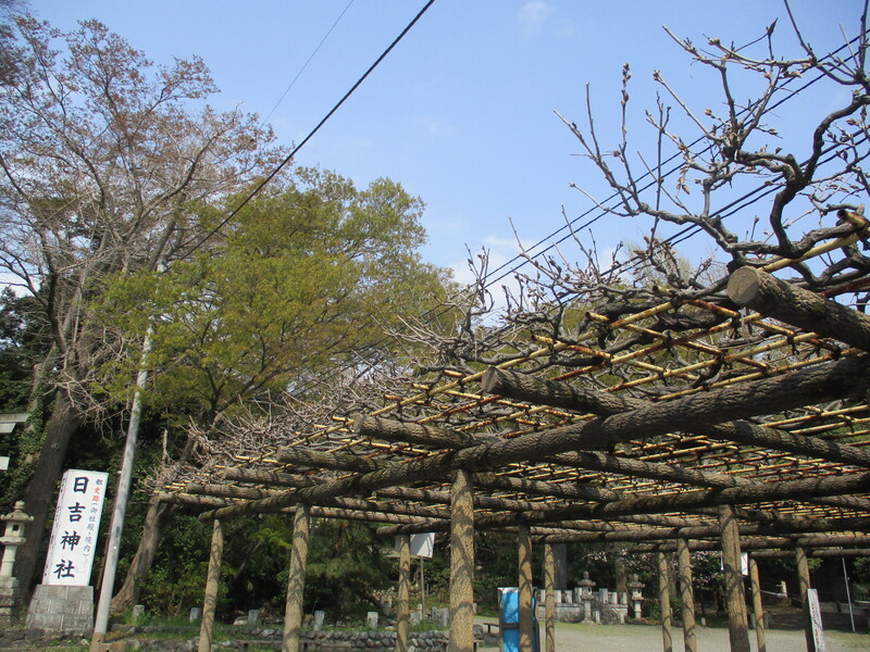 拝島のフジ写真1