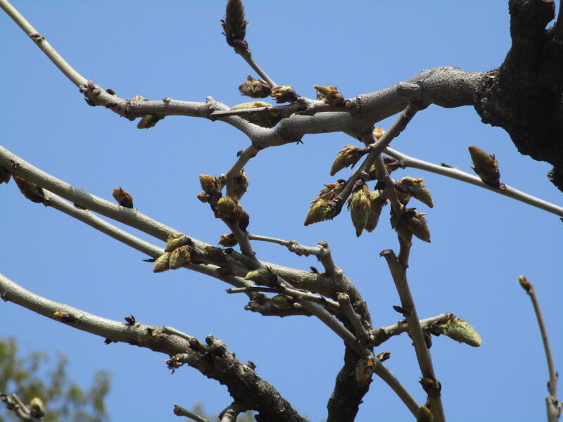 拝島のフジ写真2