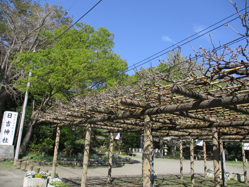 拝島のフジ写真1