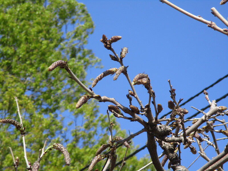 拝島のフジ写真2