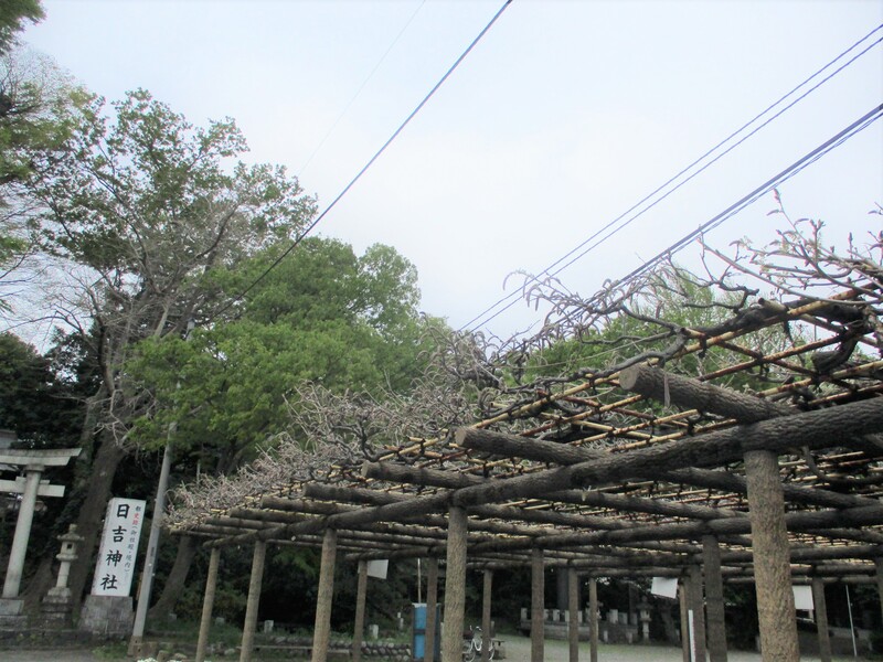 拝島のフジ写真1