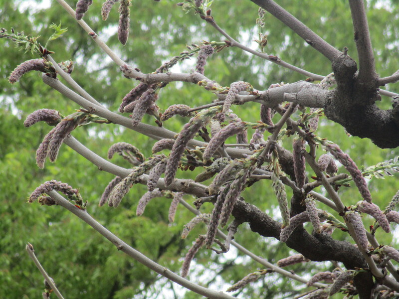 拝島のフジ写真2