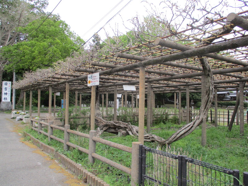 拝島のフジ写真1