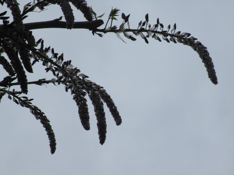 拝島のフジ写真2