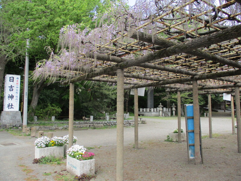 拝島のフジ写真1