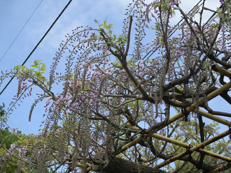 拝島のフジ写真2