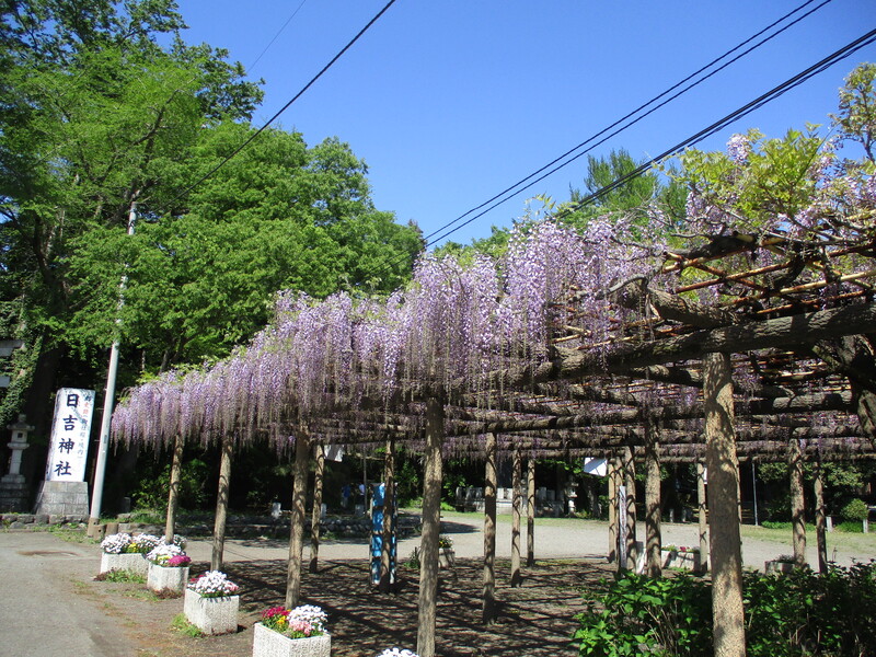 拝島のフジ写真1