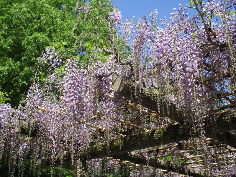 拝島のフジ写真2