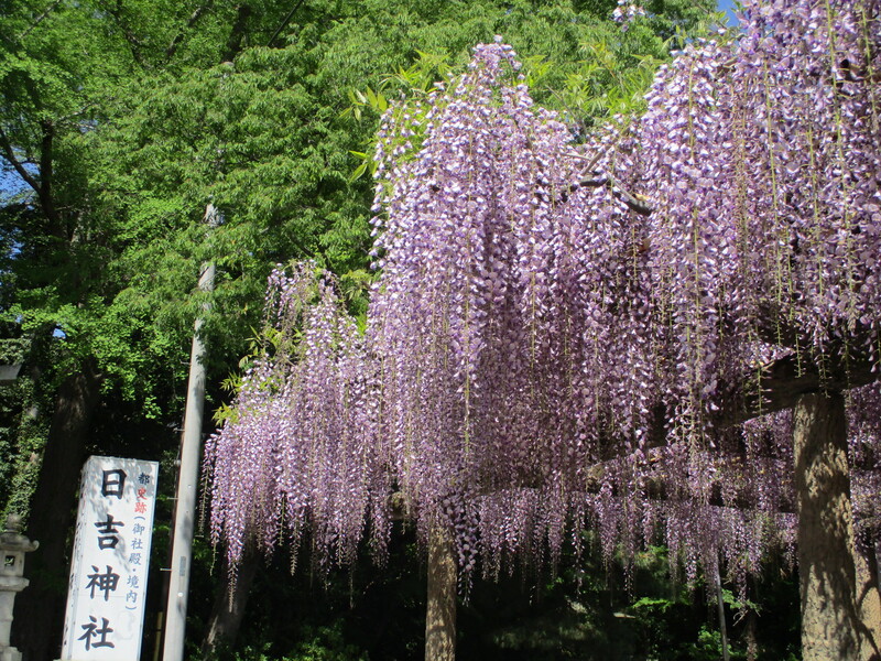 拝島のフジ写真1
