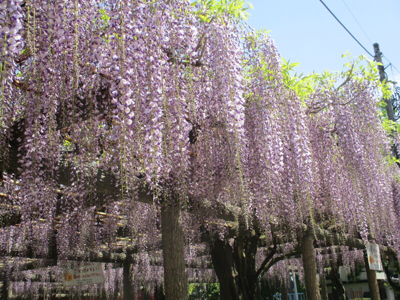 拝島のフジ写真2
