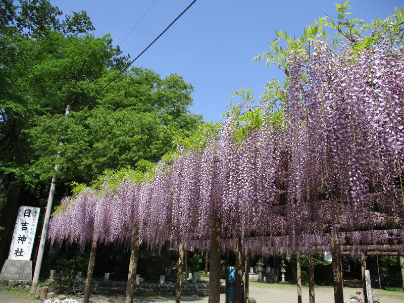 拝島のフジ写真1