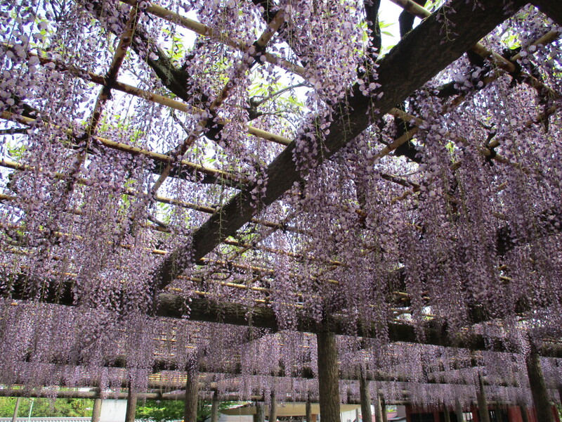 拝島のフジ写真3