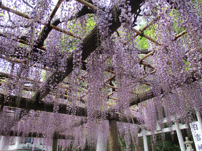 拝島のフジ写真4