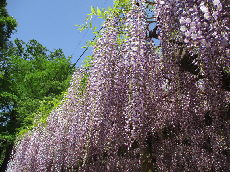 拝島のフジ写真2