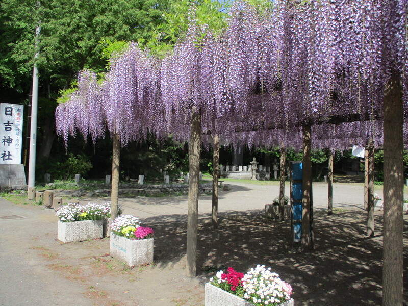 拝島のフジ写真1