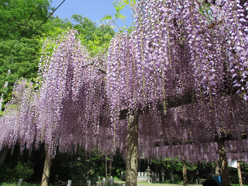 拝島のフジ写真2