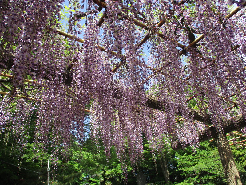 拝島のフジ写真3