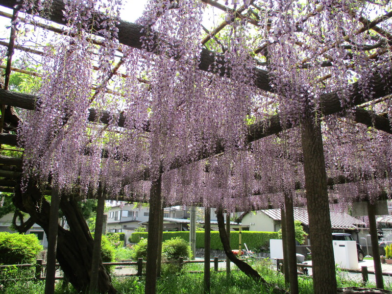 拝島のフジ写真4