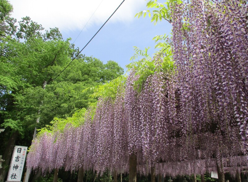 拝島のフジ写真1