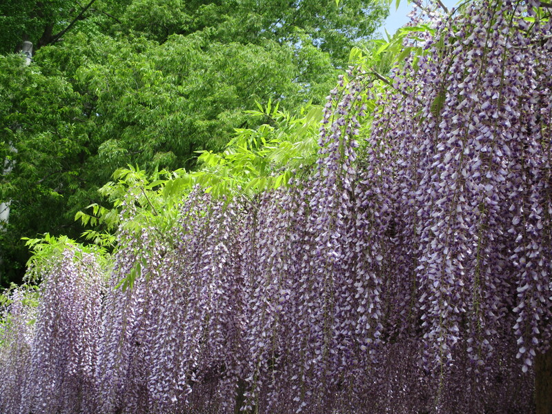 拝島のフジ写真2