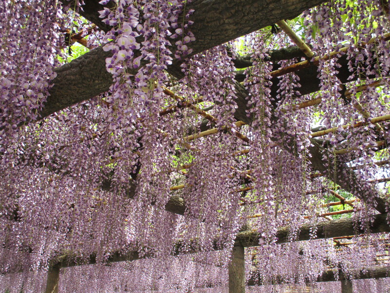 拝島のフジ写真3