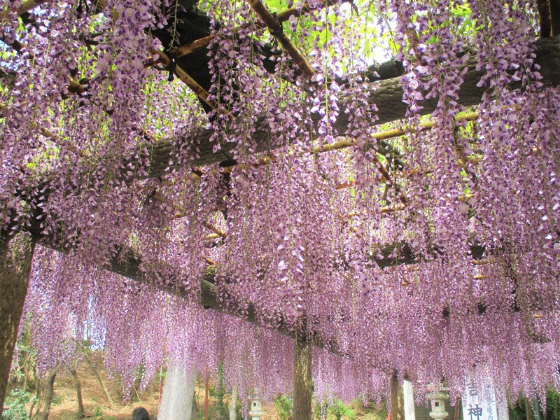 拝島のフジ写真4