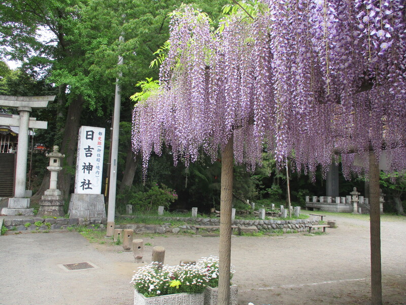 拝島のフジ写真1
