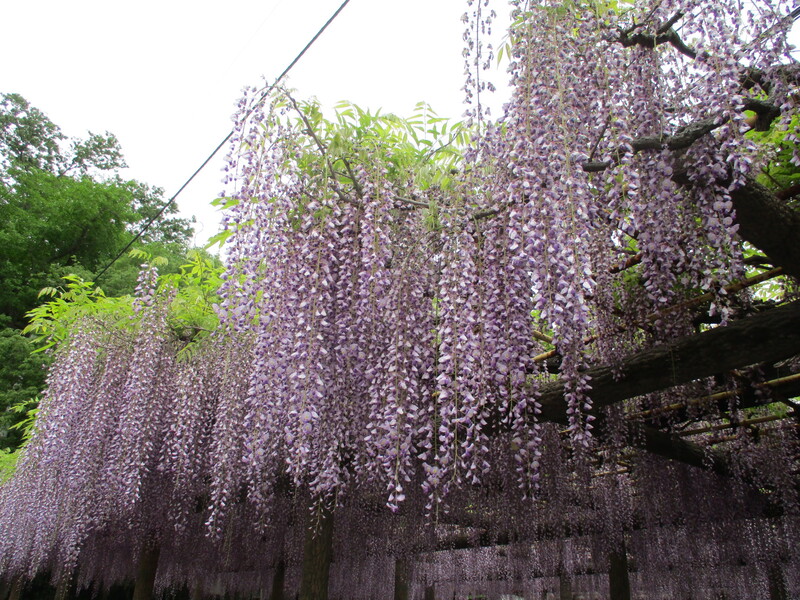 拝島のフジ写真2