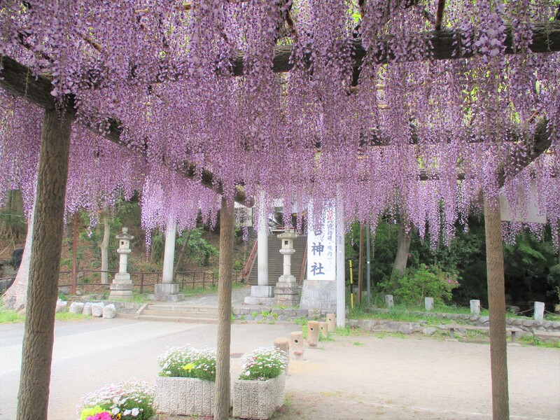 拝島のフジ写真3