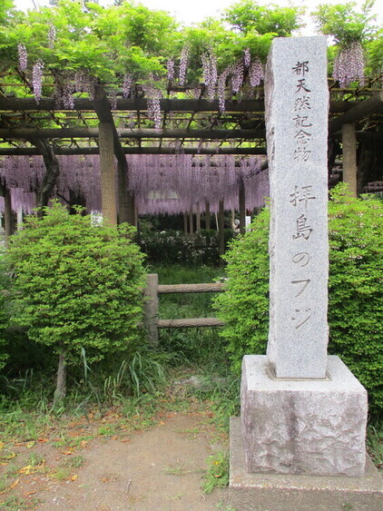 拝島のフジ写真4