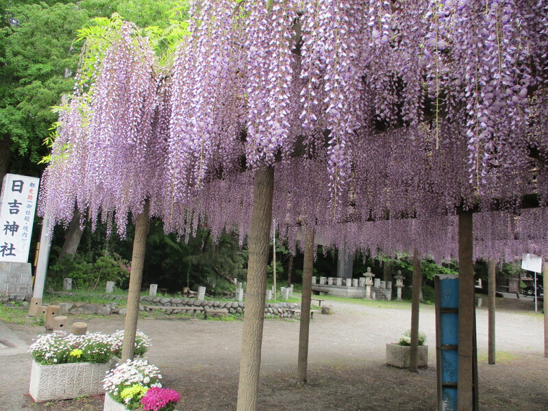 拝島のフジ写真1