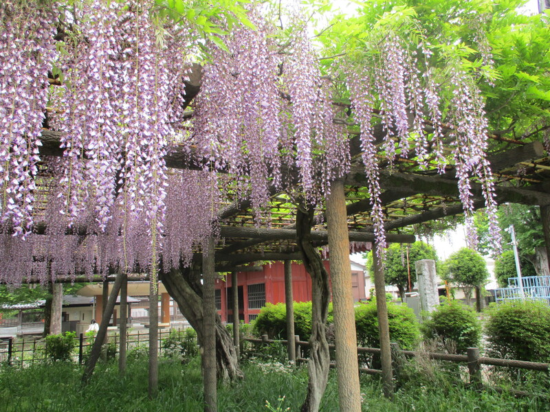 拝島のフジ写真2