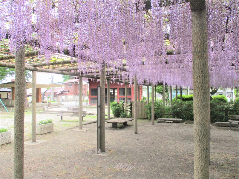 拝島のフジ写真3