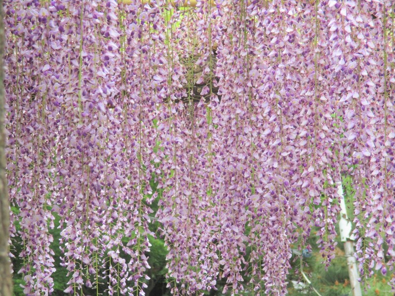 拝島のフジ写真4