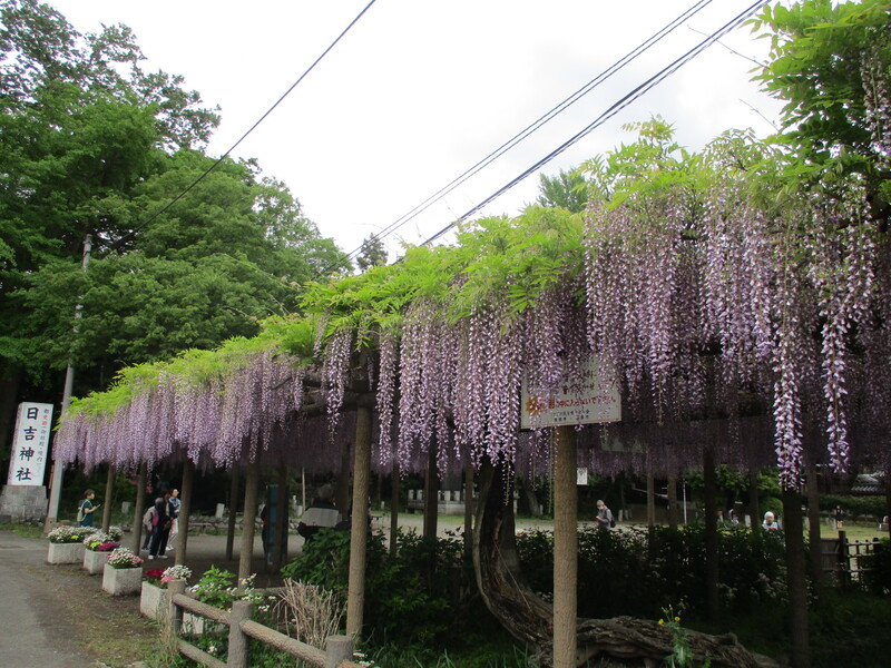 拝島のフジ写真1