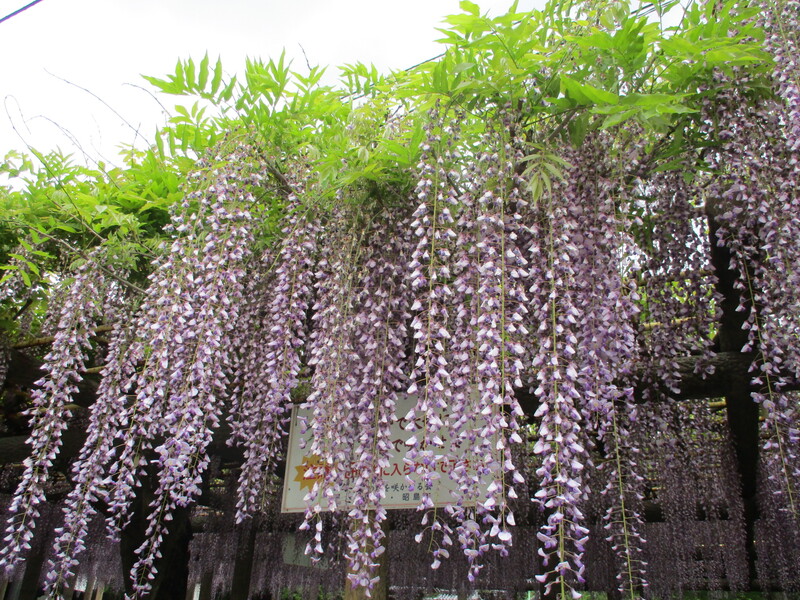 拝島のフジ写真2