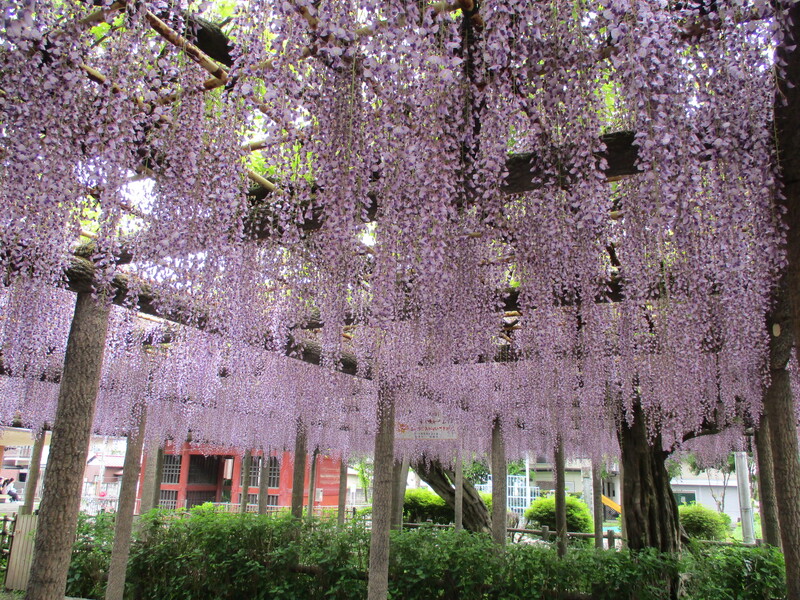 拝島のフジ写真3
