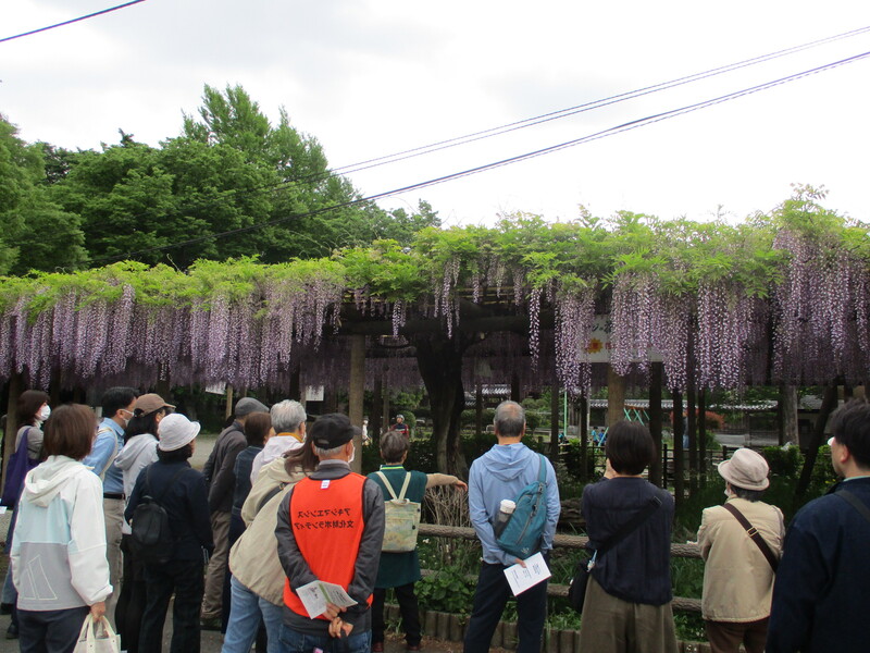 拝島のフジ写真4