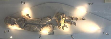 写真:アキシマクジラの化石