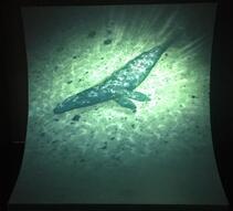 写真:永い眠りにつくアキシマクジラ