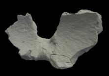 化石の3Dデータ2