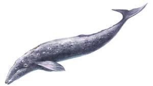 イラスト：生体復元イメージ