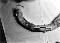 写真：復元中の化石