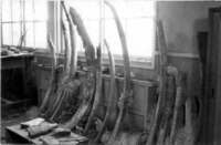 写真：肋骨は接着してから立てかけて固定させた